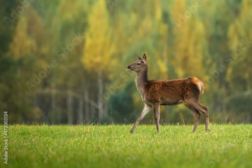 Fototapeta Naklejka Na Ścianę i Meble -  Colorful autumn landscape. A young female royal red deer walks through a sunny meadow. Close-up. Trophy.