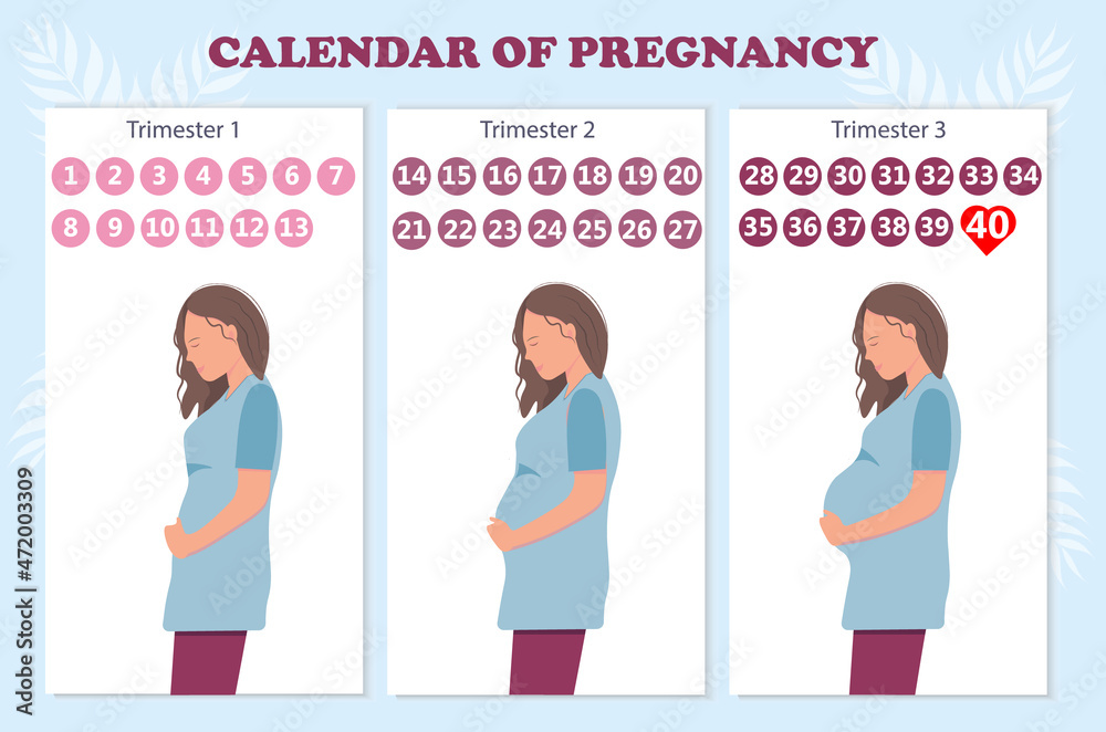 The calendar of pregnancy trimesters with pregnant woman, healthy
