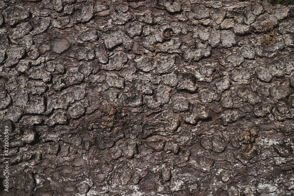 Close-up photograph of cracked brown bark of tree. Weathered Isolated Surface. Natural Wood. Wallpaper, Patterns and textures concept. Close-up photograph of cracked brown bark of tree. Weathered Isolated Surface. Natural Wood. Wallpaper, Patterns and textures concept.