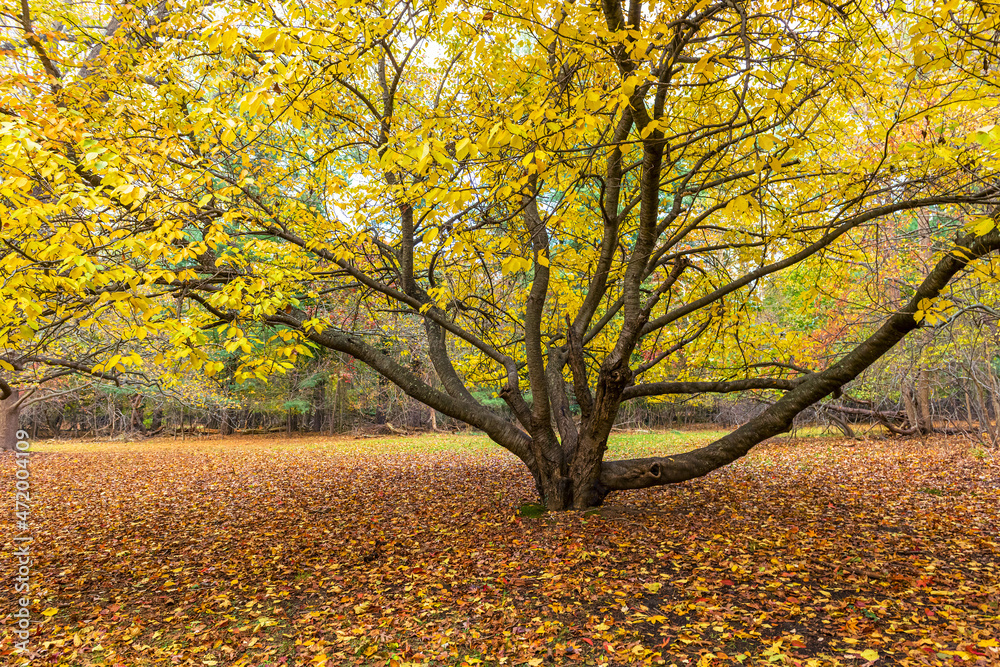 Golden Elm