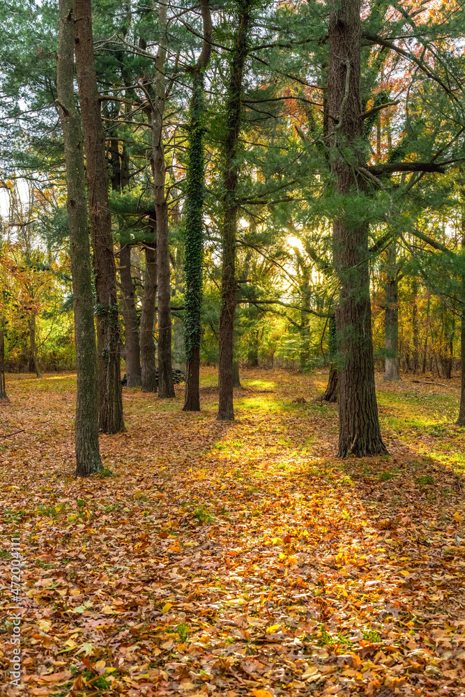 Obraz premium Forest LIght