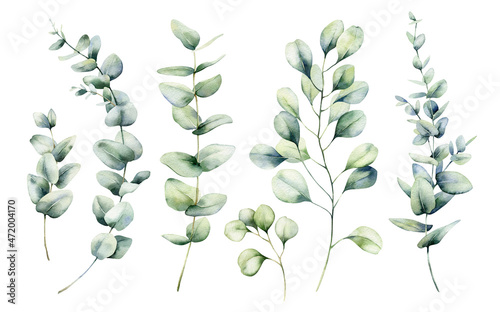 Watercolor set eucalyptus branches with round leaves. Illustration silver dollar isolated on white background for your design  print or background.