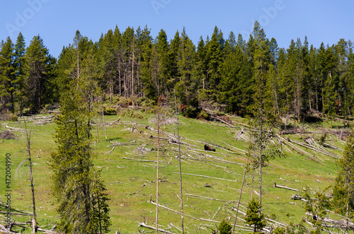 trees, river, Geyser and hot spring in old faithful basin in Yellowstone National Park in Wyoming photo