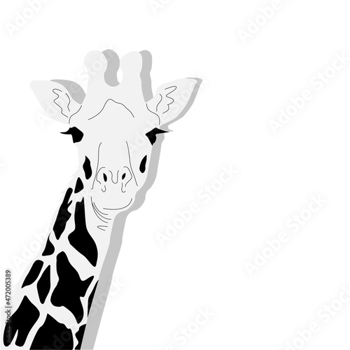 drawing of a giraffe