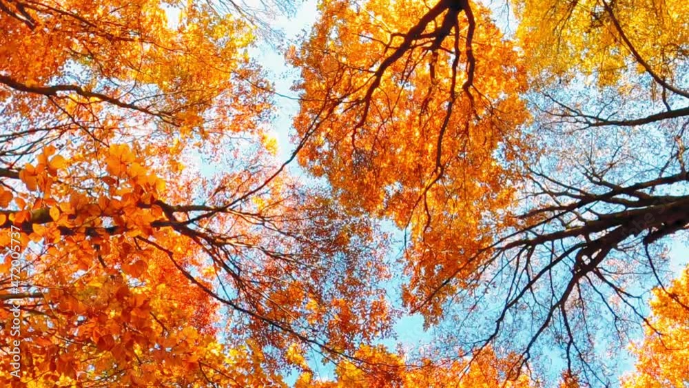 The top of the trees down top with colorful leaves during fall
