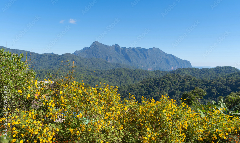 Tree Marigold or yellow flowers in national garden park and Doi Luang Chiang Dao mountain hills in Chiang Mai, Thailand. Nature landscape in travel trip and vacation. Thung Bua Tong