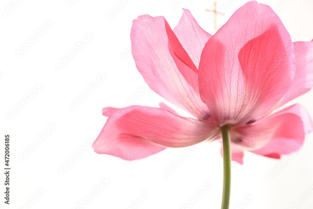 pink anemone isolated on white