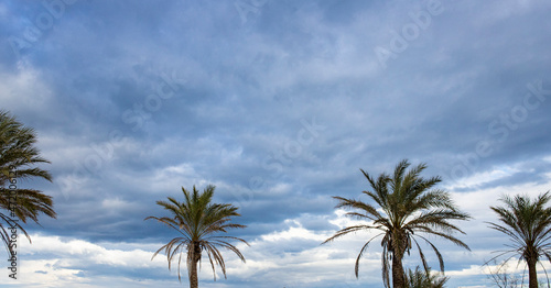 Cielo con nubes y palmeras