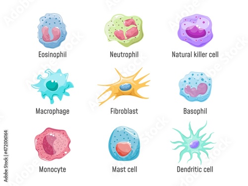 Cells lymphocyte. Immune system human anatomy, blood cell or leukocytes nk fibroblast macrophage Eosinophil Neutrophil Basophil and Dendritic, cartoon set exact vector illustration