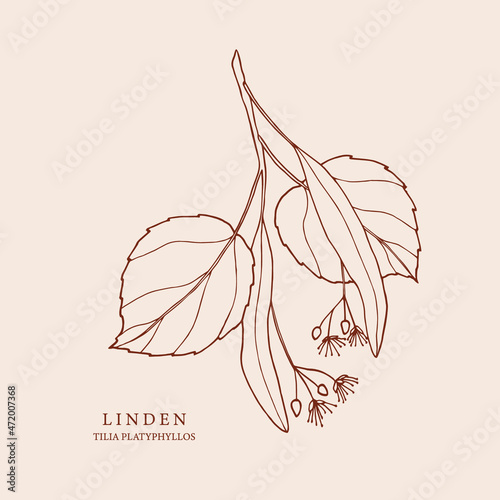 Hand drawn linden twig illustration photo