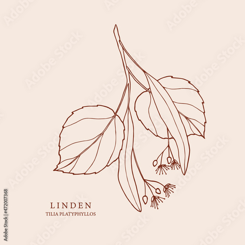 Hand drawn linden twig illustration