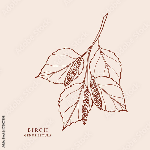 Hand drawn birch branch illustration