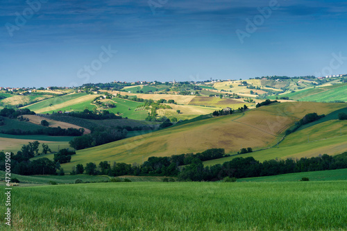 Rural landscape near Ostra Vetere and Cingoli, Marche, Italy