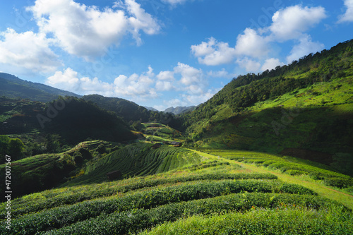 Green fresh tea or strawberry farm, agricultural plant fields in Asia. Rural area. Farm pattern texture. Nature landscape background. Chiang Mai, Thailand. © tampatra