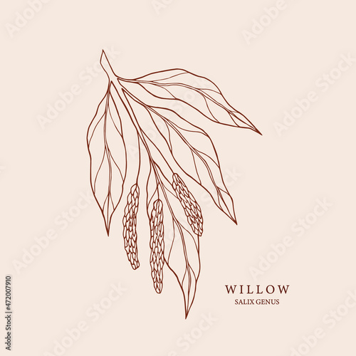 Hand drawn willow branch illustration