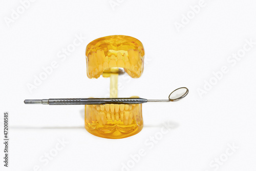 jaw model with baby milk and permanent teeth changing, during teething on white background, isolation photo