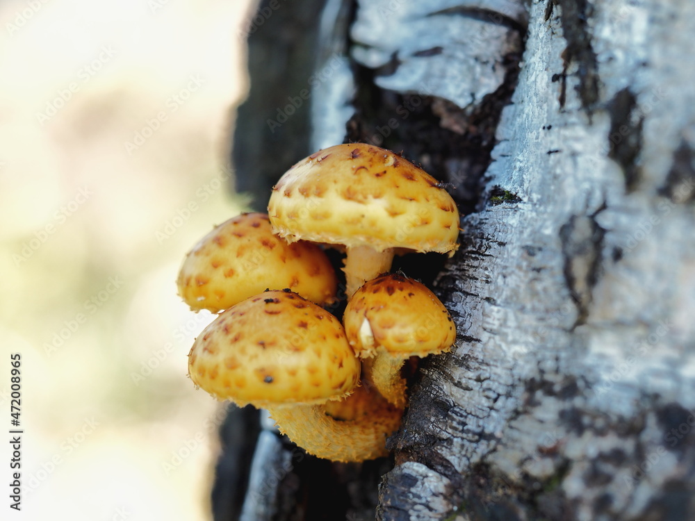 YELLOW FALSE MUSHROOMS ON A BIRCH IN THE AUTUMN FOREST