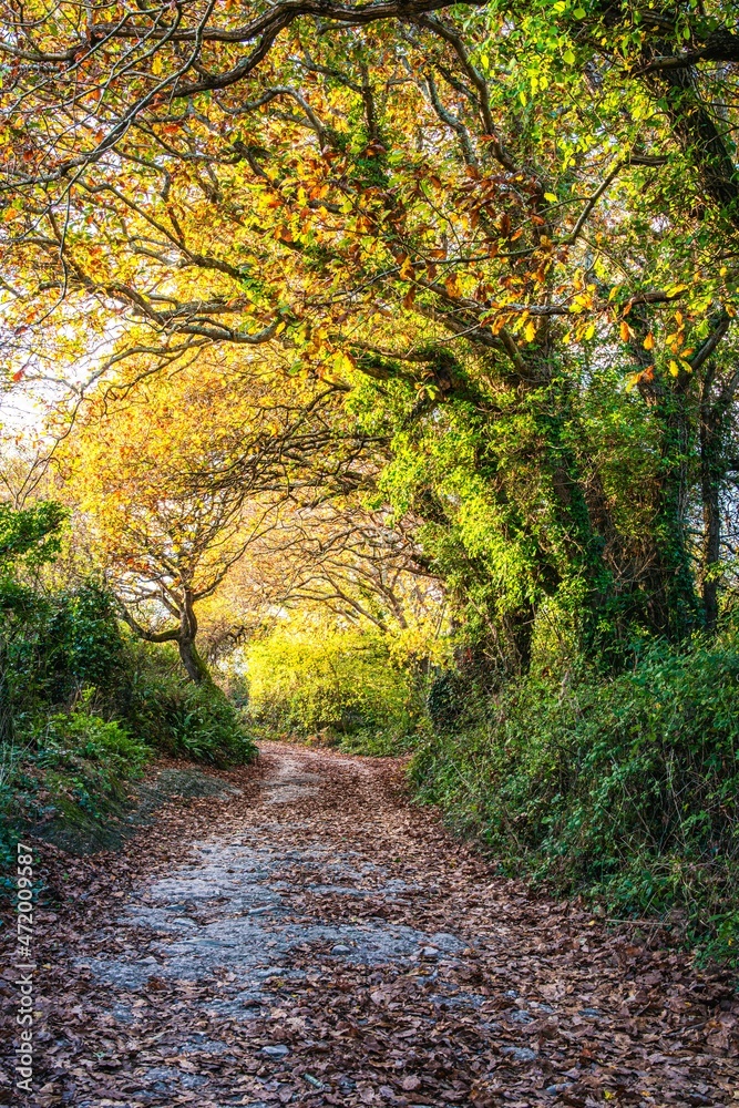 Avenue of Oaks in fall colors, Kingswear, Brixham, Devon, England, Europe
