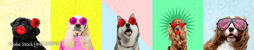 Contemporary art collage with cute purebred dogs and trendy colored backgrounds with geometric styled elements.