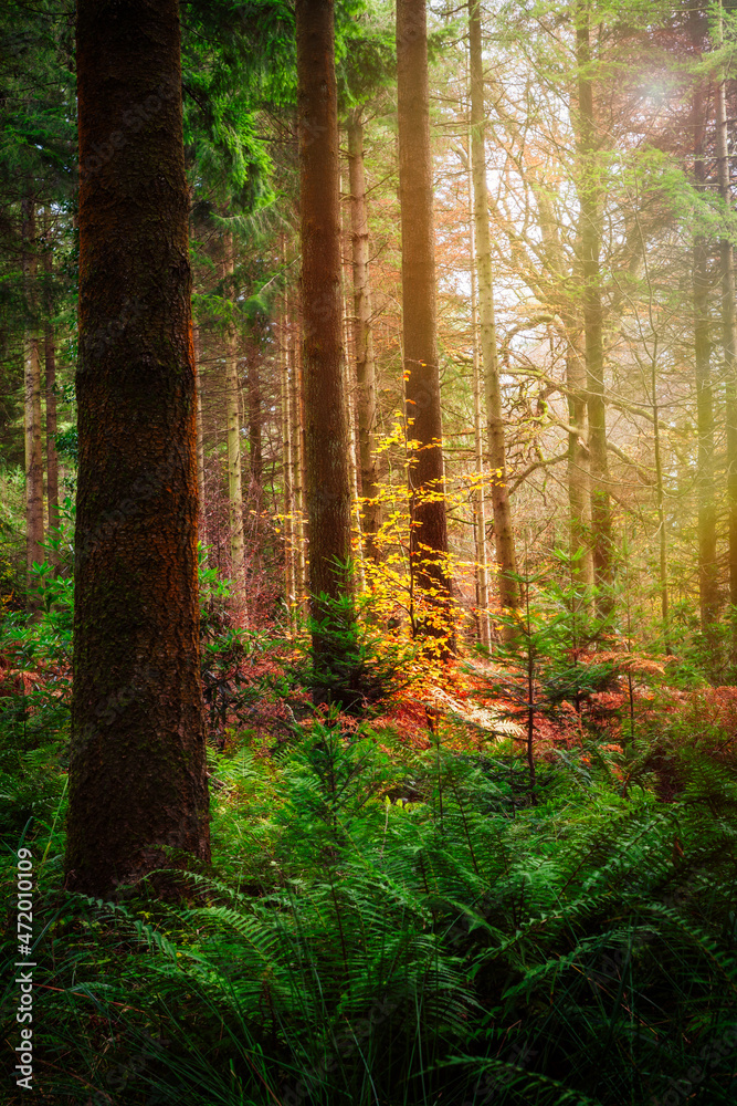 Sunlight shining on a beech tree in a pine forest