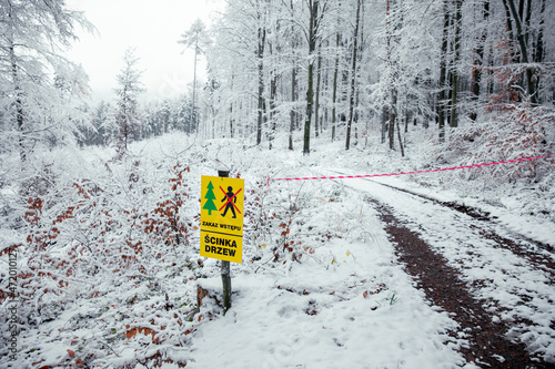 wycinka drzew, zakaz wstępu do lasu, 