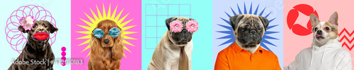 Contemporary art collage with cute purebred dogs and trendy colored backgrounds with geometric styled elements.