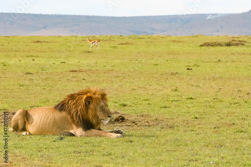 Lion Panthera leo couché au regard perçant en safari big five Kenya