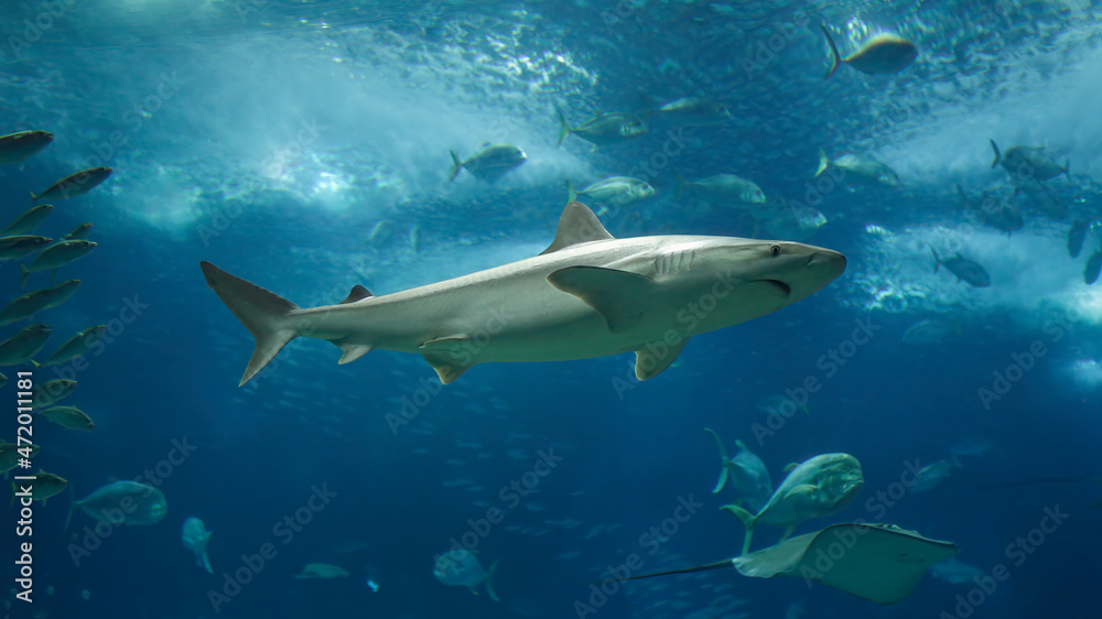 Fototapeta premium Sea aquarium shark close-up