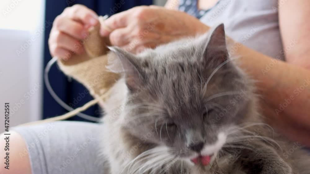 A gray fluffy cat licks its paws while sitting next to its owner and knits. The concept of a cat's life. Home environment and a favorite hobby for housewives.