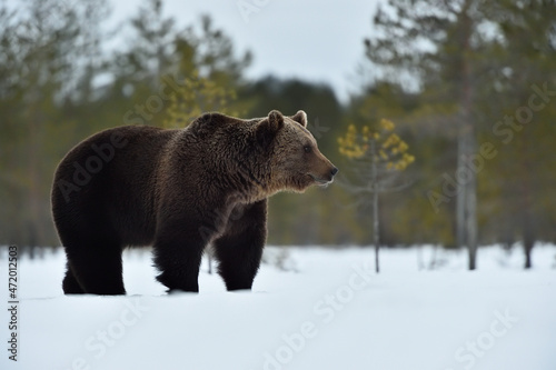 European brown bear on snow early in sprint