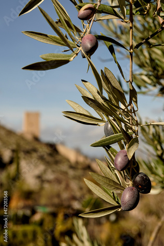 Olive tree with olives with castle in the background. Olive trees in Jaen, Andalucia, Spain. Olives on blue color background. Castillo de la Yedra in Cazorla. 