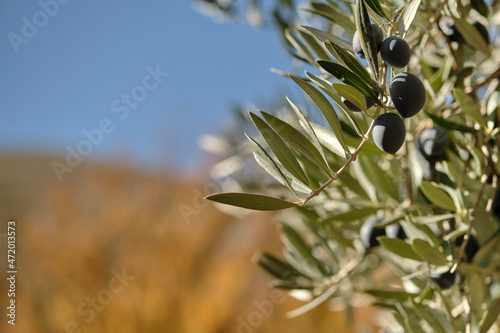 Olive tree with olives with a soft ocher yellow background. Olive trees in Jaen, Andalucia, Spain.