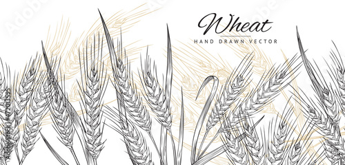 Horizontal seamless border with hand drawn spikelets of wheat in sketch