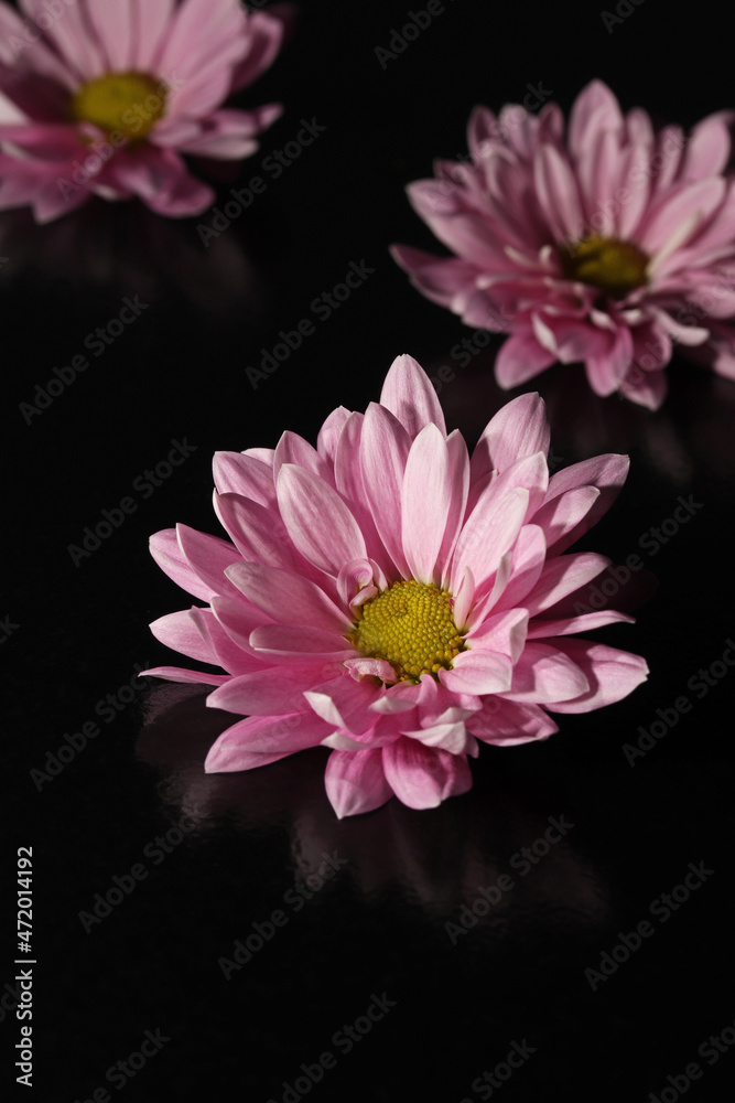 pink flower on black background