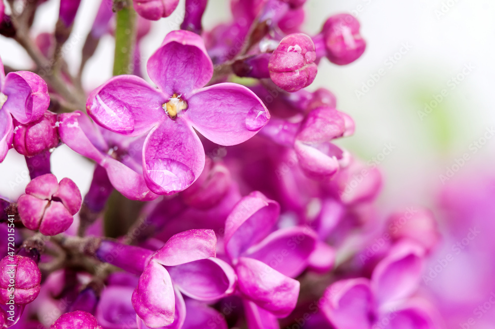 Lilacs in close-up. Purple flowers. Water droplets on the flower. Lilacs in close-up. Purple flowers. Water droplets on the flower.