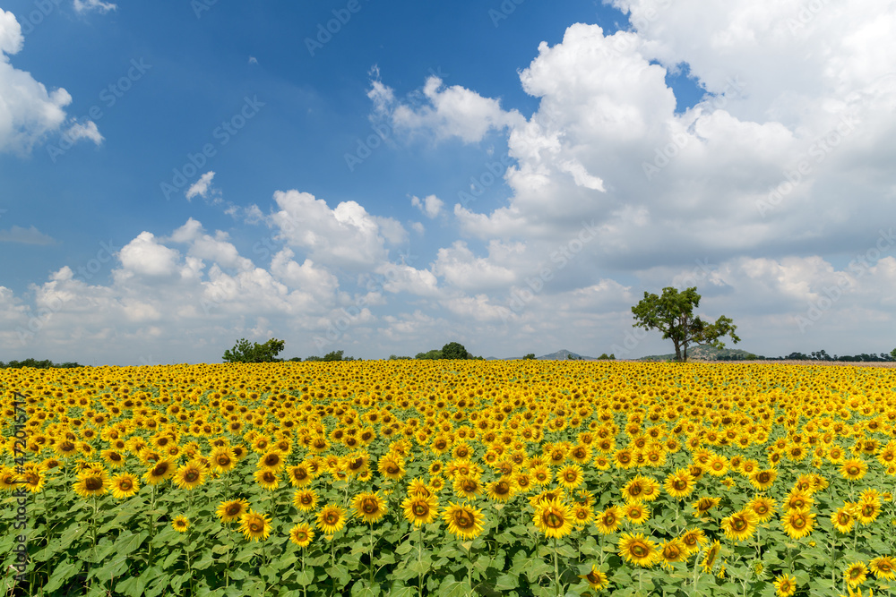 field of blooming sunflowers on a background of blue sky,