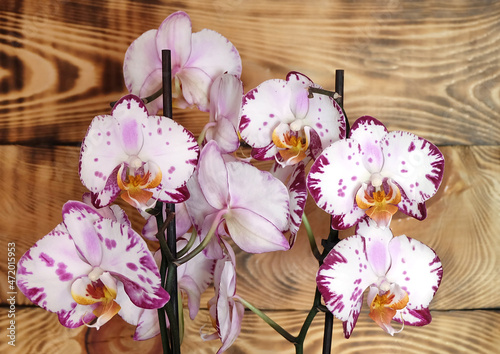 Photo Blooming Bernadette Phalaenopsis orchid on a wooden background, selective focus, blurred background, horizontal orientation