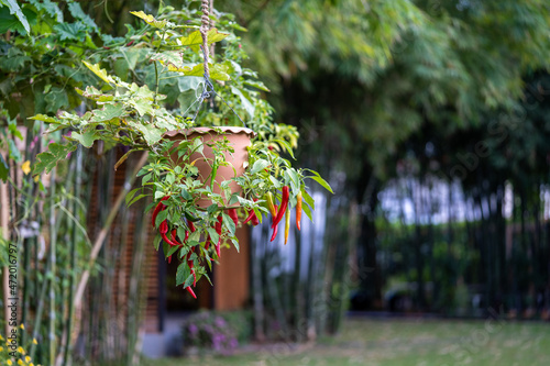 Chili Tree decoration in the beautiful gaden at noon. photo