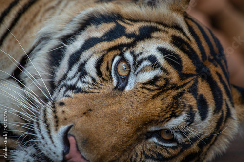 Lying tiger  close up. Tiger face background