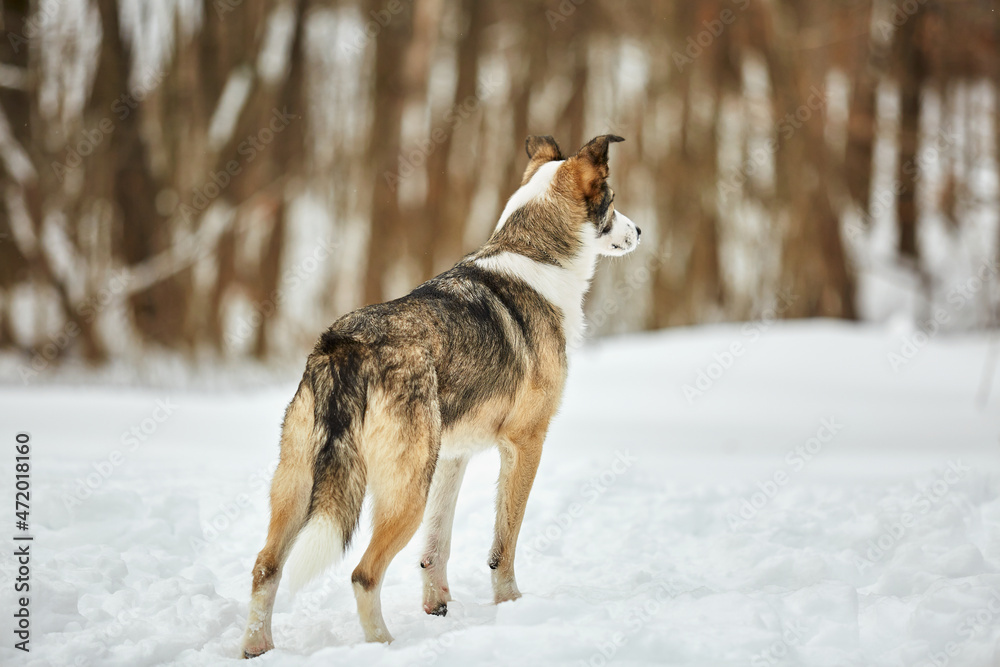 The dog walks in the winter in nature with its owner. They train and play The dog walks in the winter in nature with its owner. They train and play