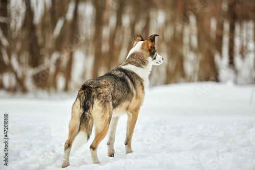 The dog walks in the winter in nature with its owner. They train and play 