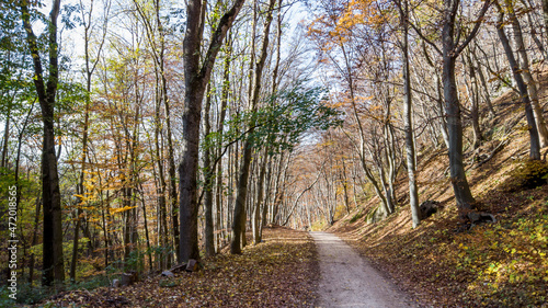 Waldweg im Herbst