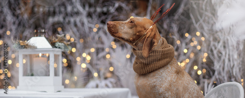 New year and Christmas concept with Braque Du Bourbonnais dog wearing reindeer antlers headband in snow