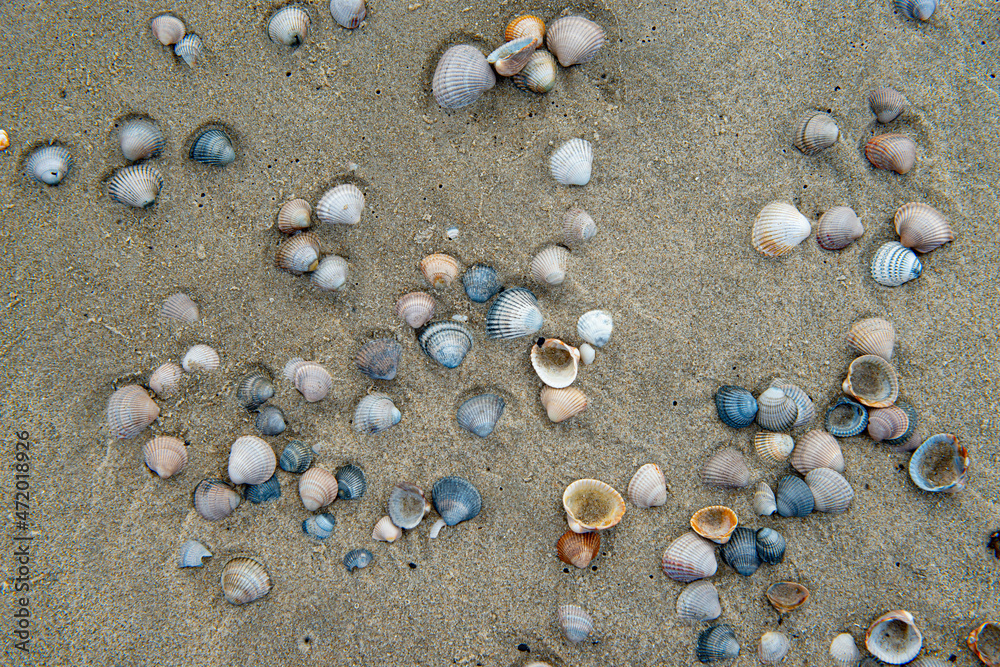 Shells on a dutch beach in the Netherlands. Shells on a dutch beach in the Netherlands.