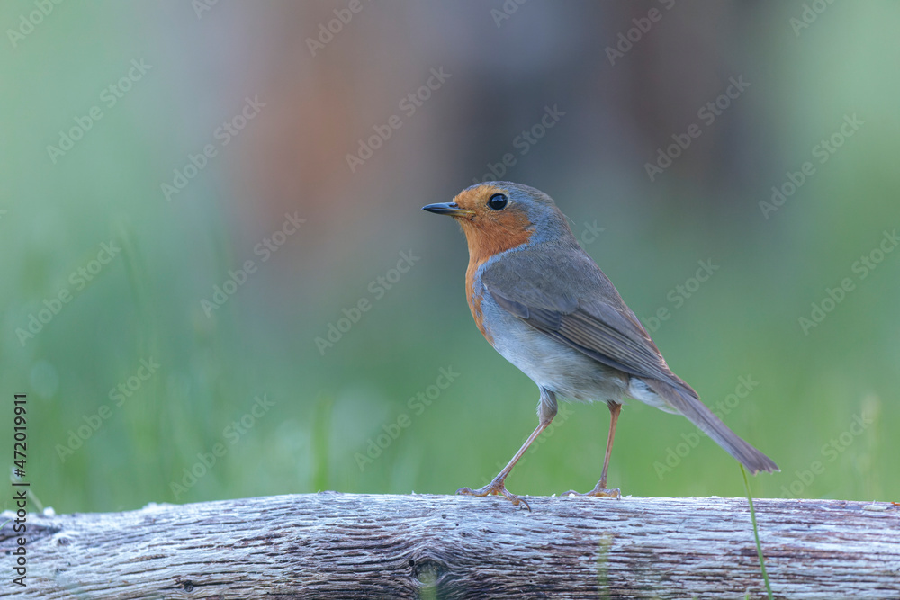 European robin Erithacus rubecula in close view European robin Erithacus rubecula in close view