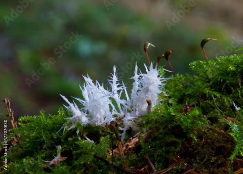 White, very small icicle-like structures in moss, mycelium of a mushroom, called ozonium, sterile fungal hyphae photo