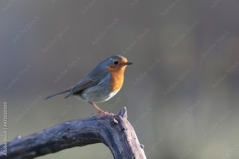 Obraz premium European robin Erithacus rubecula in close view