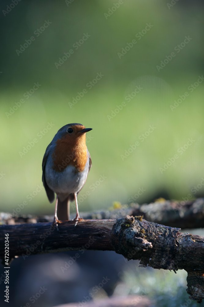 European robin Erithacus rubecula in close view European robin Erithacus rubecula in close view