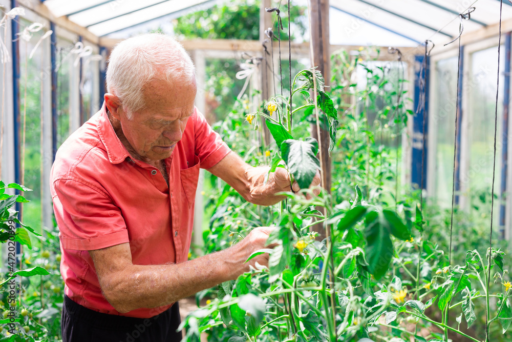Fototapeta premium Elderly farmer tending tomato plants in greenhouse