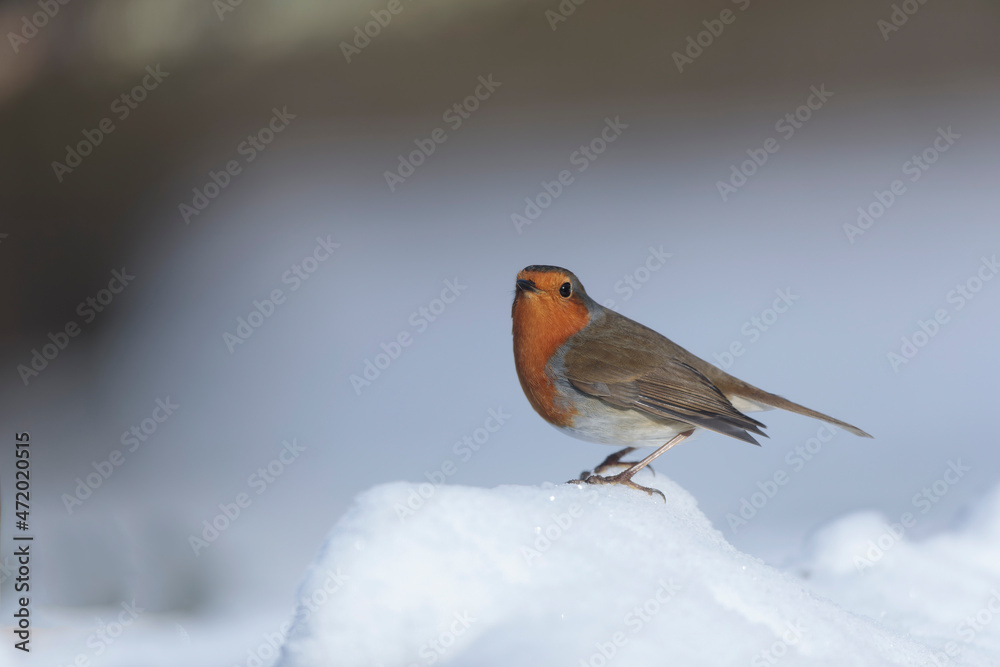 European robin Erithacus rubecula in close view